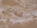 DSC05387