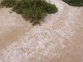 DSC05388