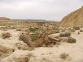 DSC04443D