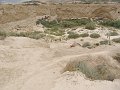 DSC04445B