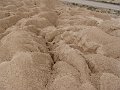 DSC05514