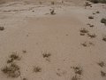 DSC05522